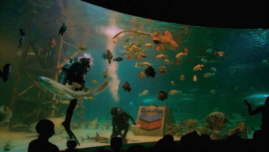 Fascinating big fish tank in full operatio